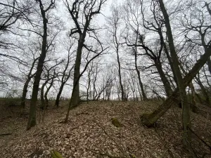 Prodej lesa, Silůvky, 462 m2