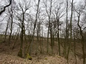 Prodej lesa, Silůvky, 462 m2