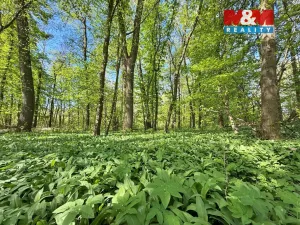 Prodej lesa, Přerov nad Labem, 70048 m2