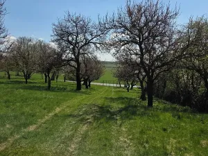Prodej zahrady, Křenovice, 4967 m2
