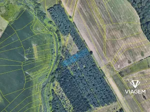 Prodej lesa, Břeclav, 3435 m2