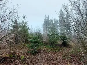 Prodej lesa, Nový Rychnov, 5967 m2