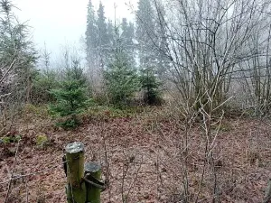 Prodej lesa, Nový Rychnov, 5967 m2