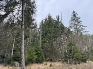 Prodej lesa, Mrákov, 34704 m2
