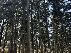 Prodej lesa, Liberec, 14111 m2