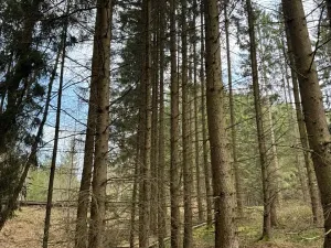 Prodej lesa, Žimutice, 2720 m2