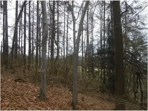 Prodej podílu lesa, Postřelmůvek, 5208 m2