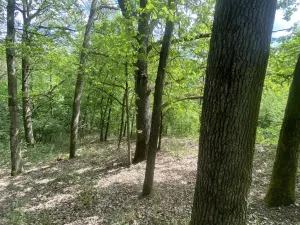 Prodej lesa, Silůvky, 1739 m2