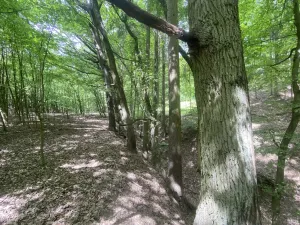 Prodej lesa, Silůvky, 310 m2