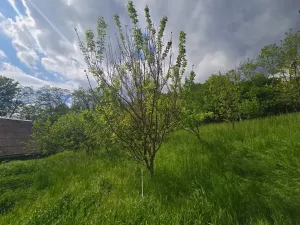 Prodej rodinného domu, Stará Ves, 300 m2