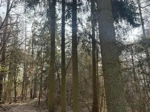 Prodej lesa, Horušice, 9643 m2