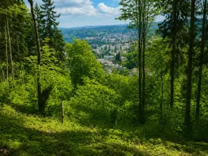 Prodej lesa, Semily, 1939 m2