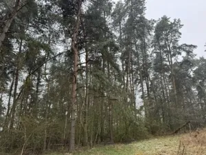 Prodej podílu lesa, Frymburk, 7982 m2