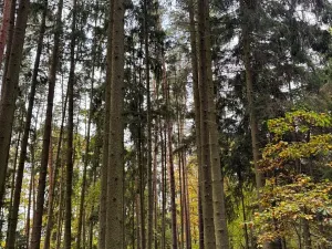 Prodej lesa, Chrášťany, 3640 m2