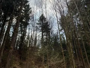 Prodej lesa, Železný Brod, 4901 m2