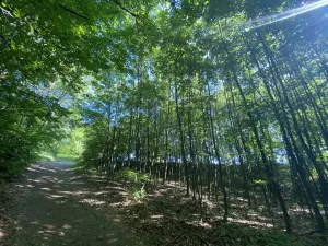 Prodej lesa, Svébohov, 1047 m2