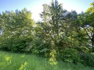 Prodej lesa, Svébohov, 239 m2