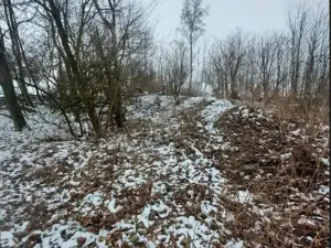 Prodej lesa, Kámen, 3212 m2