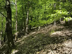 Prodej lesa, Lesnice, 1410 m2