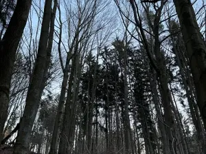 Prodej lesa, Zděchov, 5729 m2