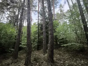 Prodej lesa, Myslív, 5003 m2