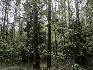 Prodej lesa, Myslív, 5003 m2