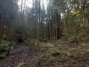 Prodej lesa, Načeradec, 1859 m2