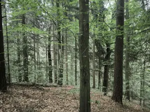 Prodej lesa, Liberec, 10902 m2