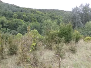 Dražba louky, Traplice, 1953 m2