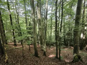 Prodej lesa, Nový Hrozenkov, 21241 m2