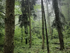Prodej podílu lesa, Pustiměř, 1292 m2