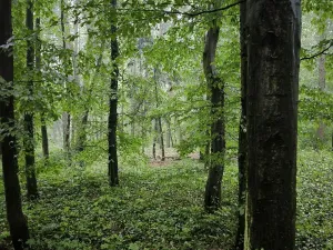 Prodej podílu lesa, Pustiměř, 1292 m2