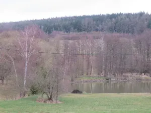 Dražba lesa, Ješetice, 8991 m2