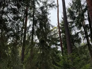 Prodej lesa, Všemyslice, 12022 m2