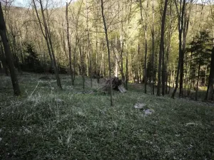 Prodej podílu lesa, Zděchov, 5288 m2