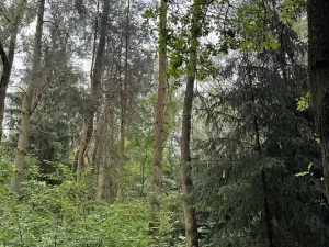 Prodej podílu lesa, Březina, 7250 m2