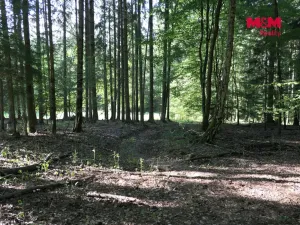 Prodej lesa, Chyňava - Lhotka u Berouna, 7138 m2