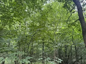 Prodej podílu lesa, Bílina, 2704 m2