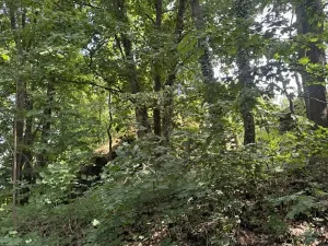 Prodej lesa, Čížkov, 10503 m2
