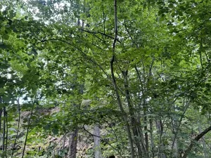 Prodej lesa, Čížkov, 10503 m2