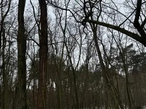 Prodej podílu lesa, Černěves, 892 m2