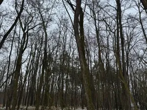 Prodej podílu lesa, Černěves, 892 m2