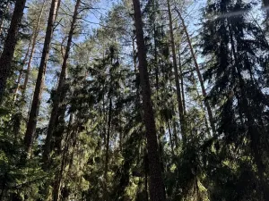 Prodej lesa, Jestřebí, 24490 m2