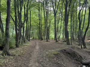 Prodej lesa, Frýdlant nad Ostravicí, 27036 m2