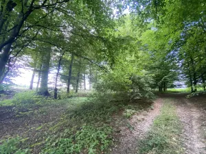 Prodej lesa, Olbramice, 4170 m2
