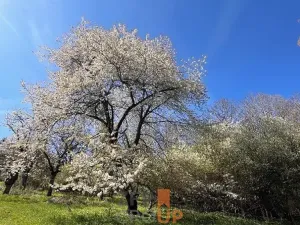 Prodej pozemku pro bydlení, Rožmitál na Šumavě, 7156 m2