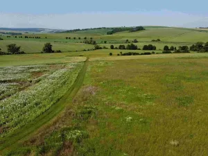 Dražba louky, Bučovice, 3134 m2