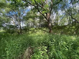 Prodej louky, Nové Hrady - Štiptoň, 4246 m2