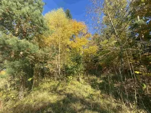 Dražba pozemku, Železný Brod, 2828 m2