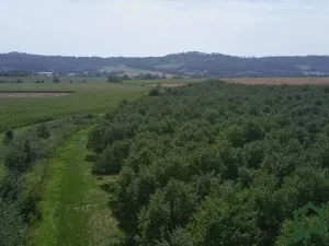 Prodej sadu/vinice, Vanovice, 5319 m2